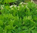 Sweet cicely