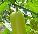Capsicum annuum 'Mariachi'