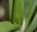 Thrips