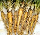 Salsify