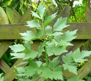 Lovage