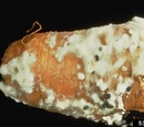 Sclerotinia rot