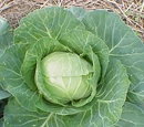 Cabbage