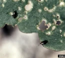 Flea beetle
