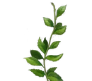 Peppermint