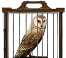Barn Owl