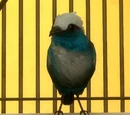 Merlin