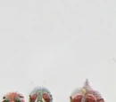 Ten veteran Kamen Riders