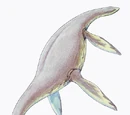 Cryptoclidus