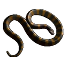 Banded Krait