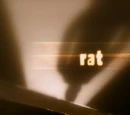 Rat (film)