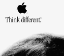 Apple Computer