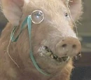 Squealer