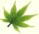 Arboreal Frippery