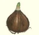 Pilgrim Bulb