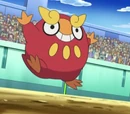 Dino's Darumaka