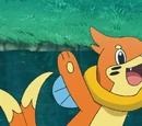 Ash's Buizel