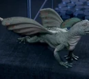 Coelurosauravus