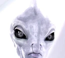 Lama Su