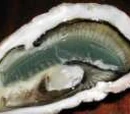 Oysters