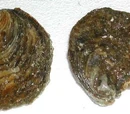 Belon oyster
