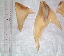 Shark family