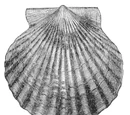 Bivalve