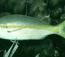 Yellowtail
