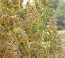 Quinoa