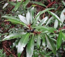 Mountain pepper