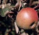 Baldwin apple