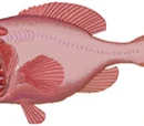 Orange roughy