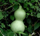 Cucuzza