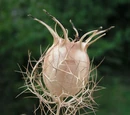 Nigella