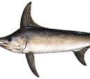 Swordfish