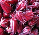 Wild rosella flowers