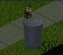 Raccoon
