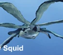 Rainbow squid