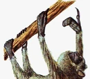 Shalloth