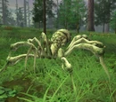 Arachne
