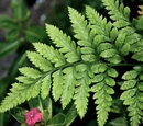 Fern