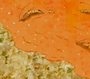 Burning Hot Shrimbeach