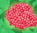 Broccherry