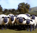 The flock