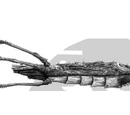 Hive Ship