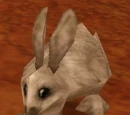 Hare