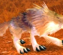 Coyote