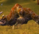 Kodo Matriarch
