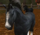 Havenshire Colt