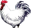 Cucco